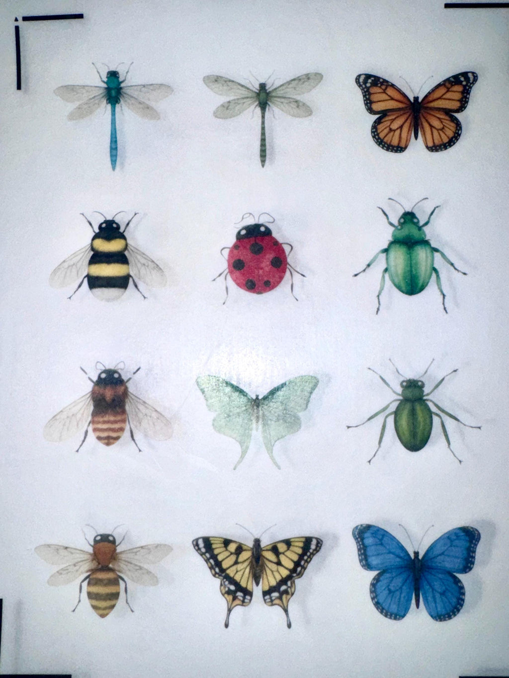 Edible Insect Cupcake Toppers – Set of 12 Wafer Paper or Icing Sheet Butterflies Bees Dragonflies Ladybugs Garden Party Decor Edible Insect Cupcake Toppers Vintage Butterfly Bee Dragonfly Designs Wafer Paper Icing Sheet