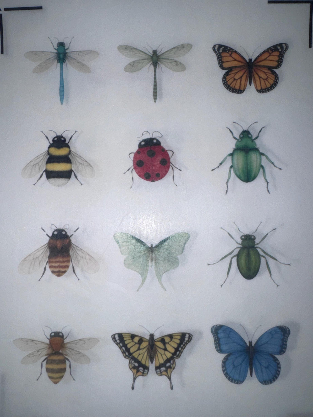 Edible Insect Cupcake Toppers – Set of 12 Wafer Paper or Icing Sheet Butterflies Bees Dragonflies Ladybugs Garden Party Decor Edible Insect Cupcake Toppers Vintage Butterfly Bee Dragonfly Designs Wafer Paper Icing Sheet